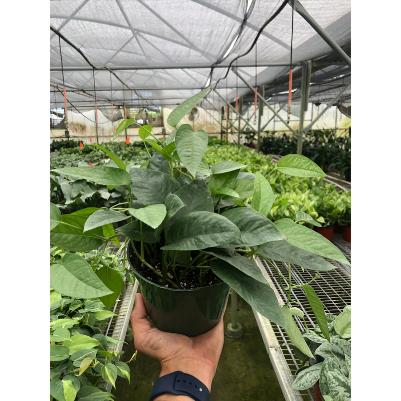 Load image into Gallery viewer, Pothos 'Cebu Blue'
