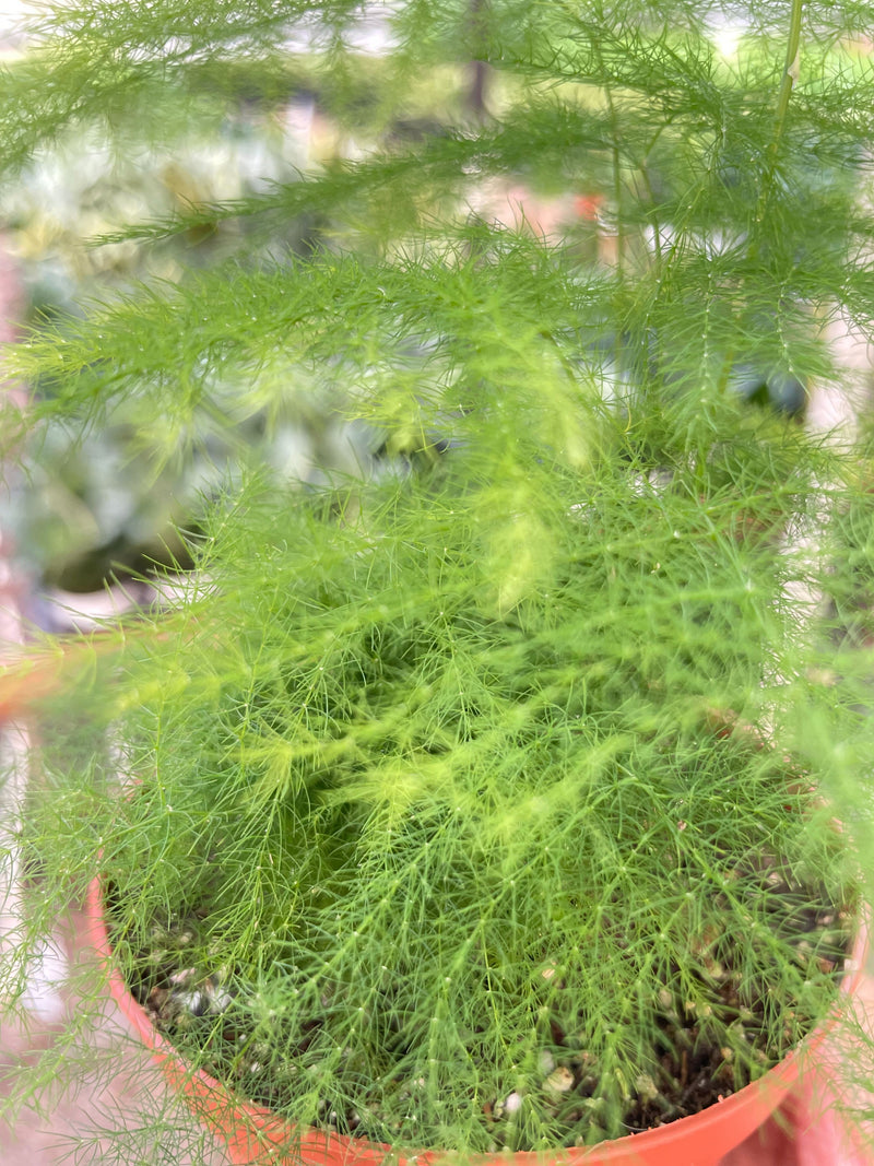 Load image into Gallery viewer, Fern 'Asparagus'
