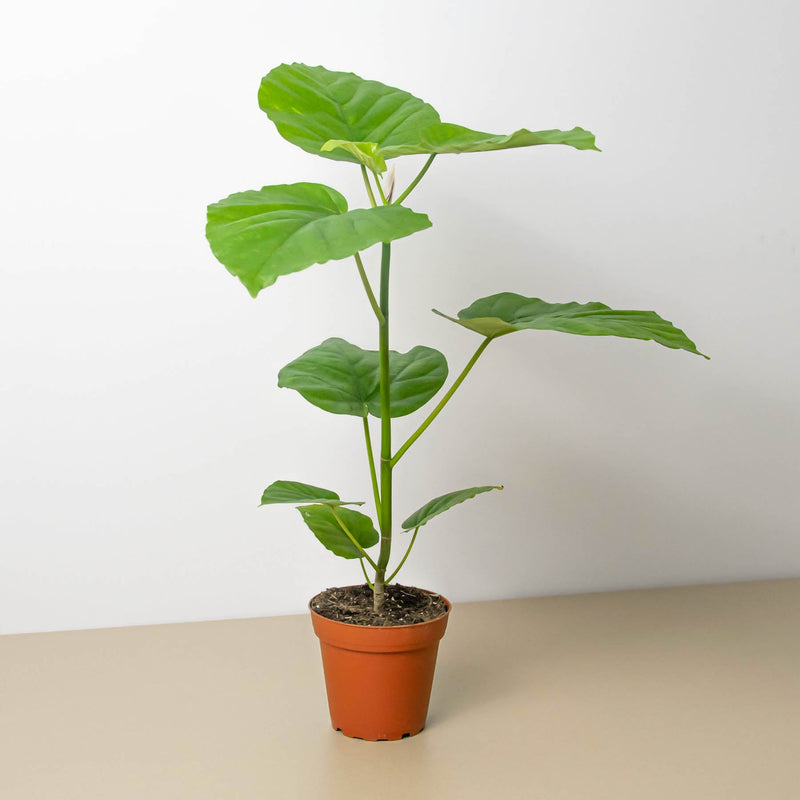Load image into Gallery viewer, Ficus 'Umbellata'
