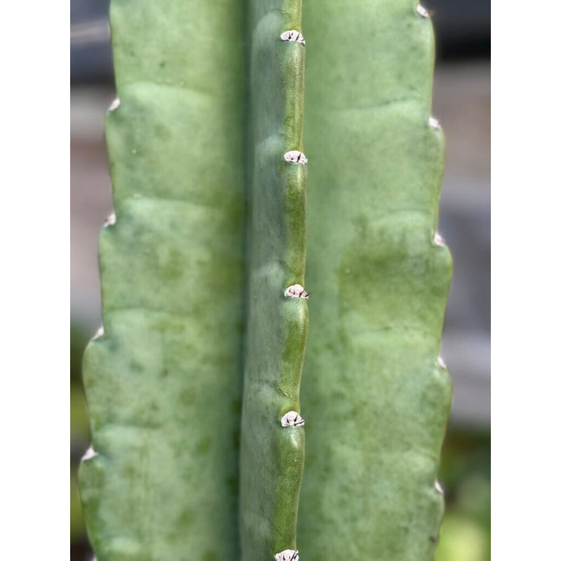Load image into Gallery viewer, Cactus Cereus Peruvianus - 3 FT
