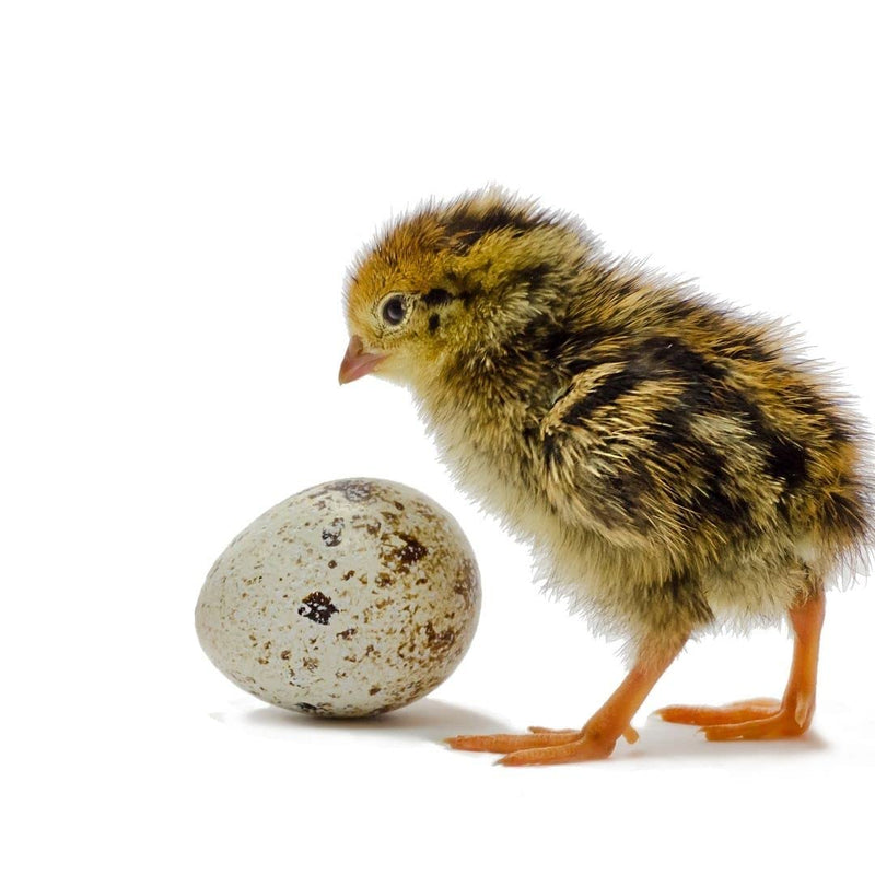 Load image into Gallery viewer, 36 Quail Eggs for Hatching - Fertile Coturnix Selection Hens Choice, AI &amp; NPIP Certified, Sustainably Sourced from Family-Run Farms, Farm Fresh Delivery with Minimal Breakage
