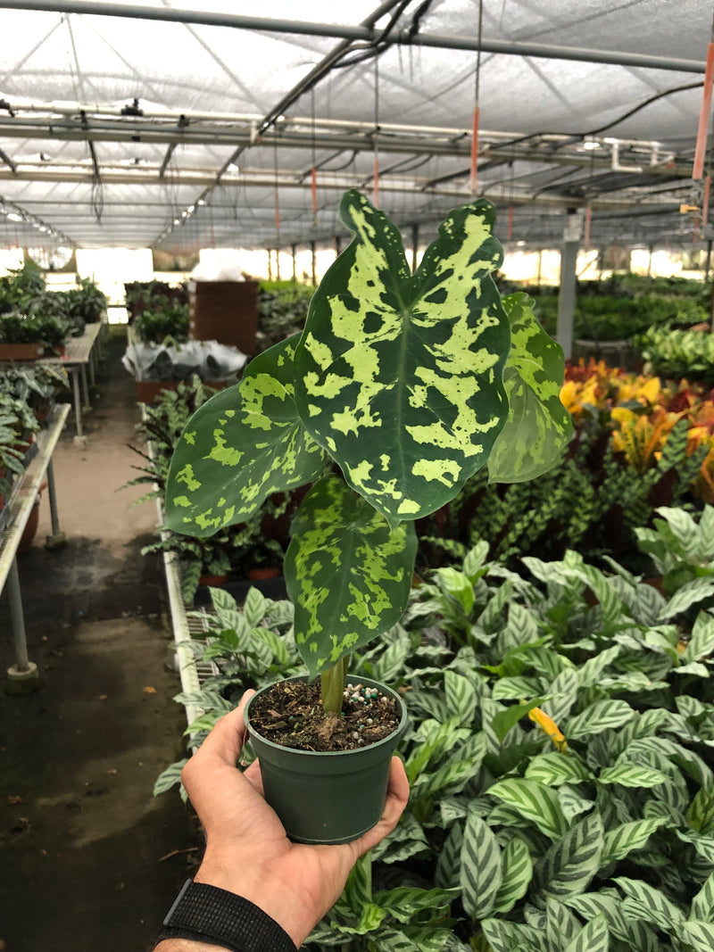 Load image into Gallery viewer, Alocasia 'Hilo Beauty'
