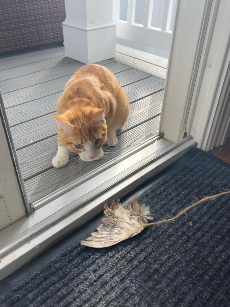 Load image into Gallery viewer, Wing on String Cat Toy - Real Bird Wing Dog Training Supplies &amp; Accessories, Quail Wing Bird Scent Interactive Play for Cats, Hunting Dog Training Bird Retrieval Cat Trainer
