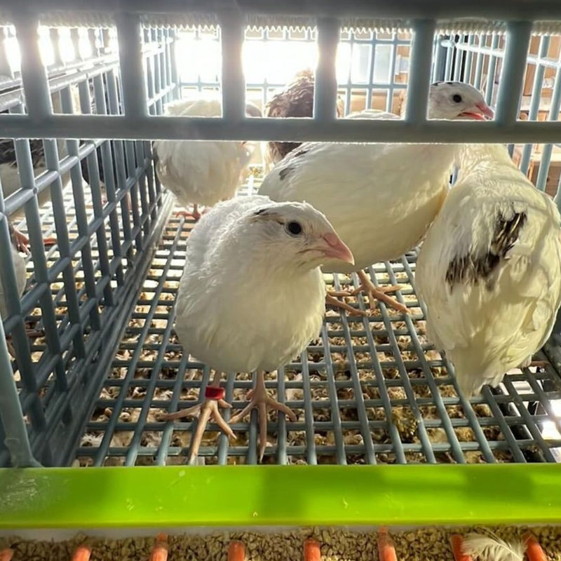 Load image into Gallery viewer, Jumbo White Coturnix Hatching Eggs - Premium Quail Eggs for Hatching - Perfect for Homesteaders, Breeders, Hobbyists - Freshly Collected for High Hatch Rates
