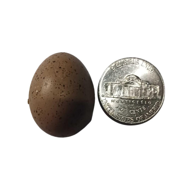 Load image into Gallery viewer, Button Quail Eggs for Hatching - Chinese and King Button Quail, Silver, Dark V, Hens Choice Mix
