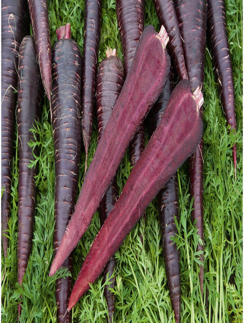Organic Black Nebula Carrot seeds package, GrowTime Garden Supply
