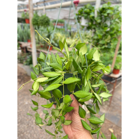 Hoya 'Burtoniae', additional product view 2