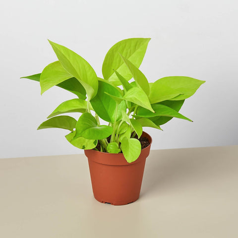Pothos Neon