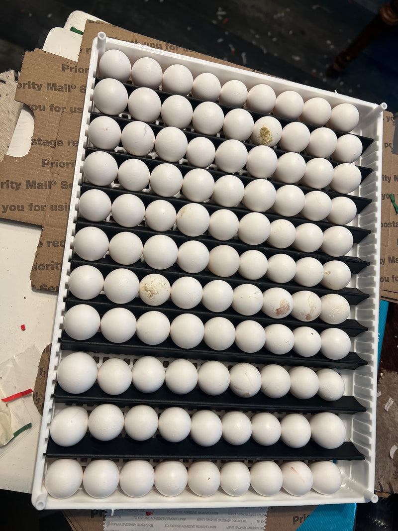 Load image into Gallery viewer, Georgia Giant Quail Hatching Eggs
