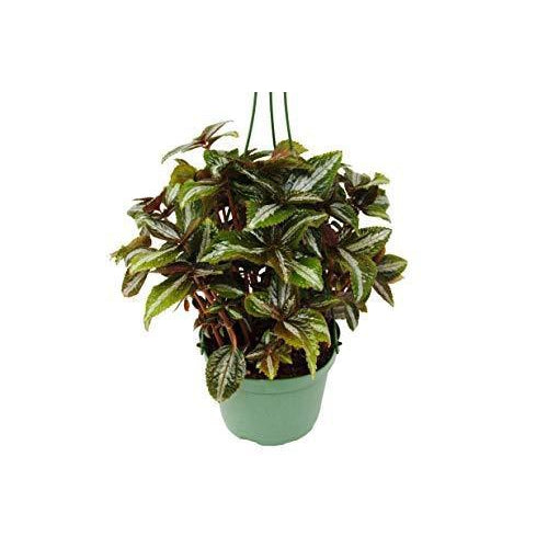 Load image into Gallery viewer, Pilea 'Bronze'
