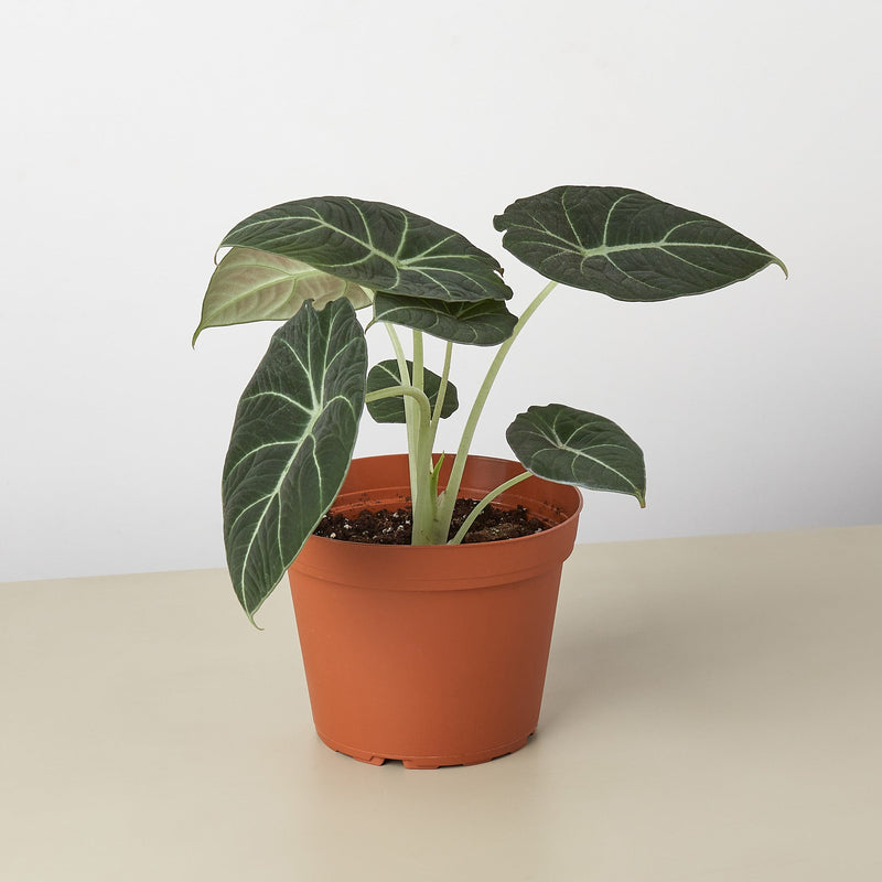 Load image into Gallery viewer, Alocasia Reginula 'Black Velvet'
