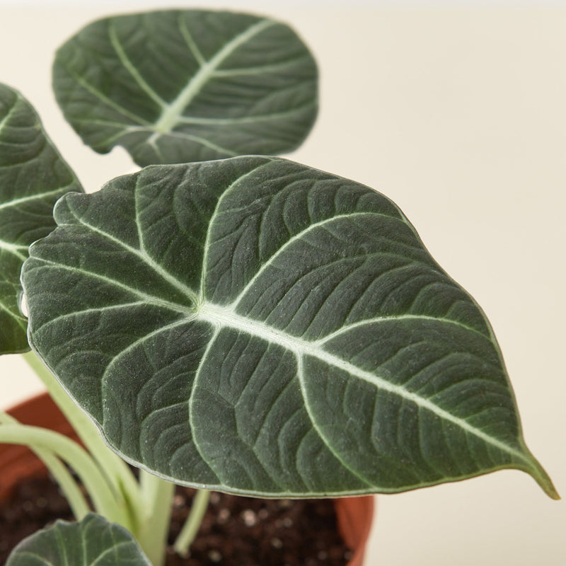 Load image into Gallery viewer, Alocasia Reginula 'Black Velvet'
