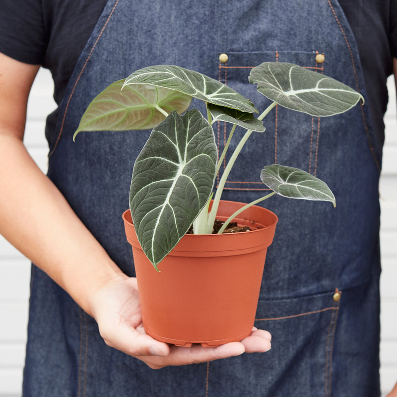 Load image into Gallery viewer, Alocasia Reginula 'Black Velvet'

