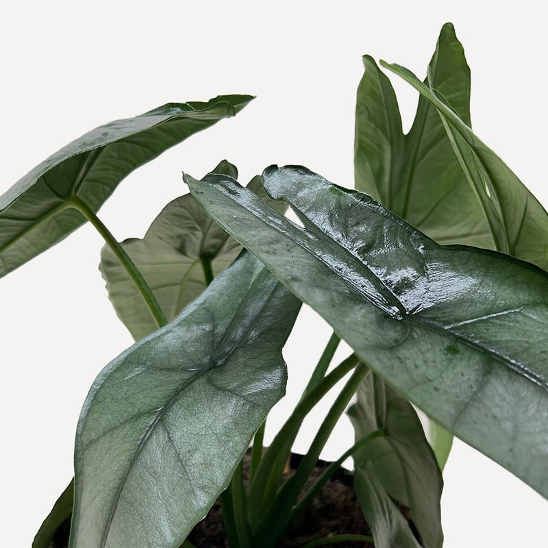 Load image into Gallery viewer, Alocasia 'Dragons Breath'
