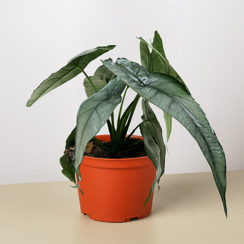 Load image into Gallery viewer, Alocasia 'Dragons Breath'
