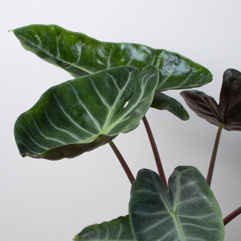 Alocasia Pink Dragon, additional product view 2