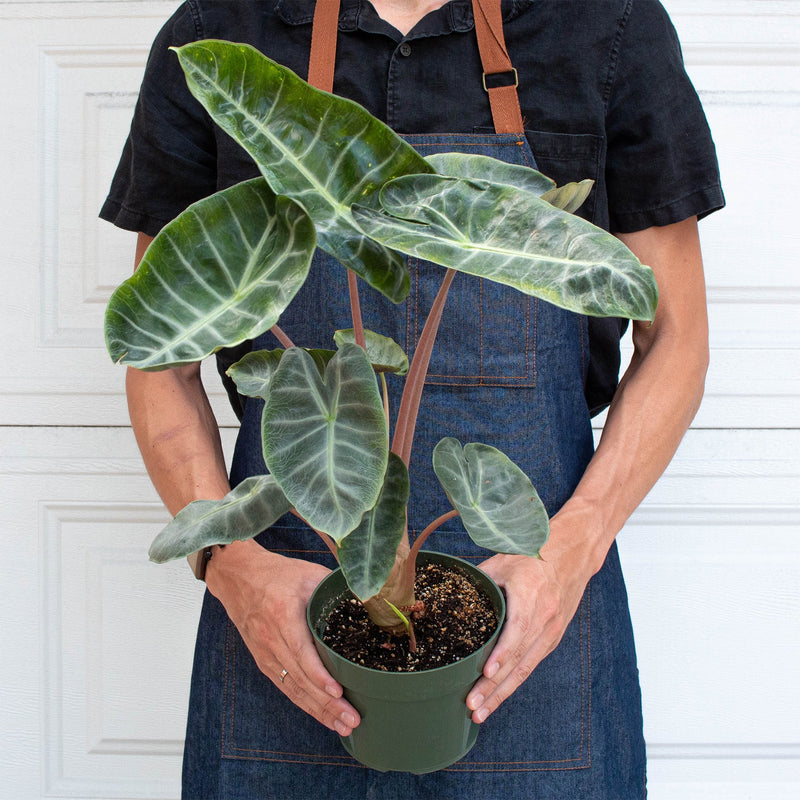 Load image into Gallery viewer, Alocasia Pink Dragon
