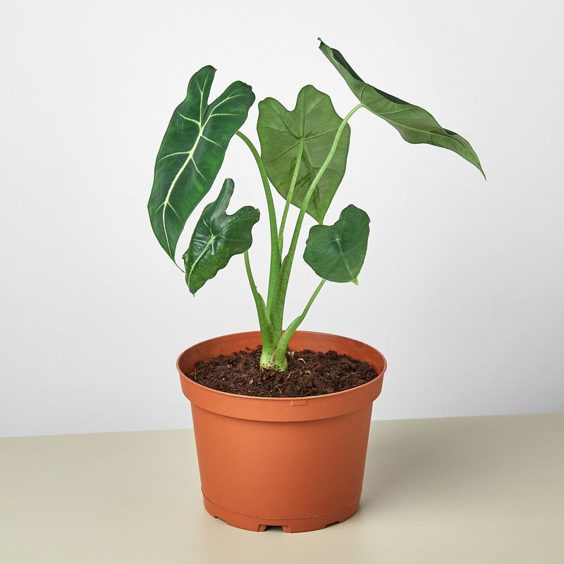 Load image into Gallery viewer, Alocasia Micholitziana 'Frydek'
