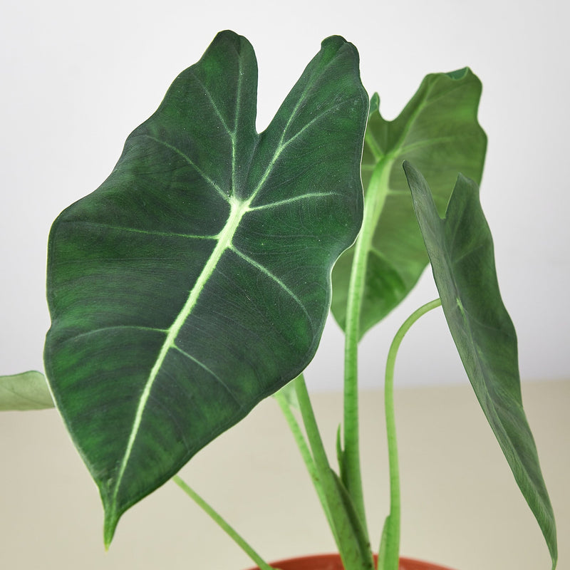 Load image into Gallery viewer, Alocasia Micholitziana 'Frydek'
