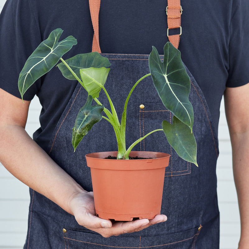 Load image into Gallery viewer, Alocasia Micholitziana 'Frydek'

