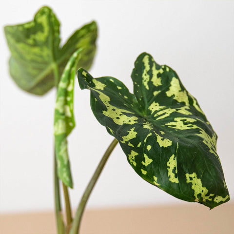 Alocasia 'Hilo Beauty', additional product view 2