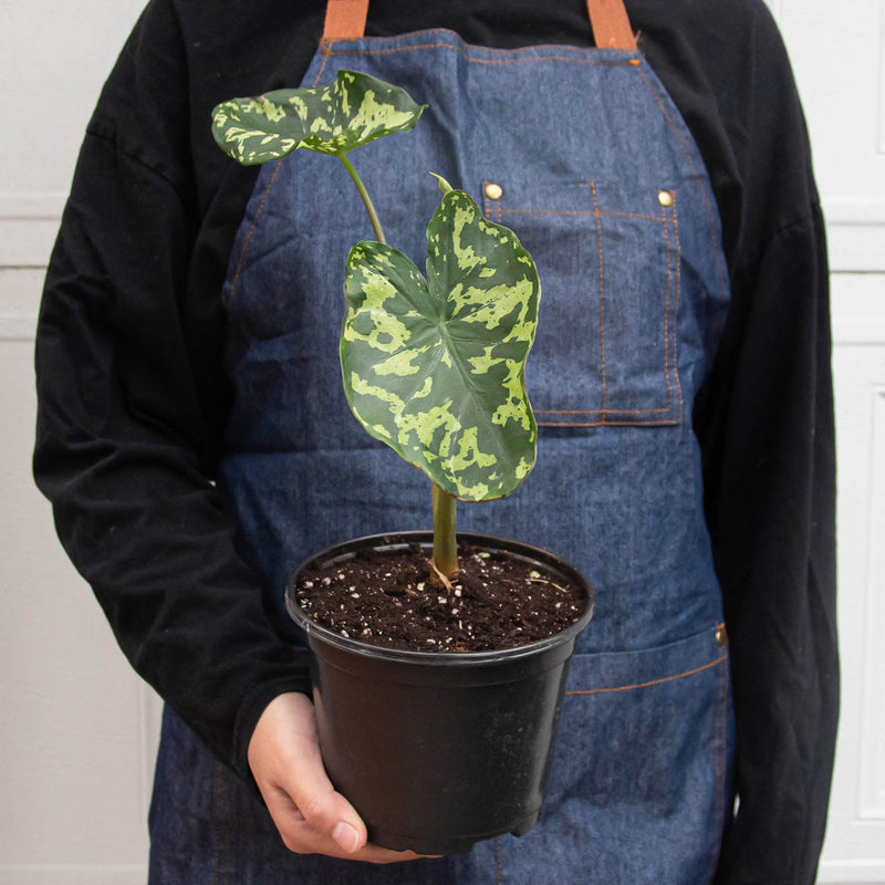 Load image into Gallery viewer, Alocasia 'Hilo Beauty'
