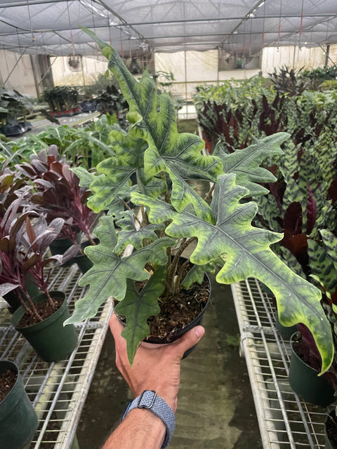 Alocasia 'Jacklyn', additional product view 2