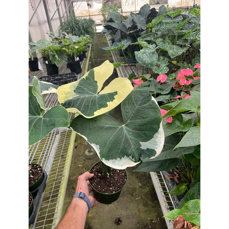 Load image into Gallery viewer, Alocasia 'Mickey Mouse' (Xanthosoma sagittifolium 'Variegatum Monstrosum')
