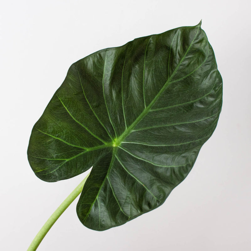 Load image into Gallery viewer, Alocasia 'Regal Shield'
