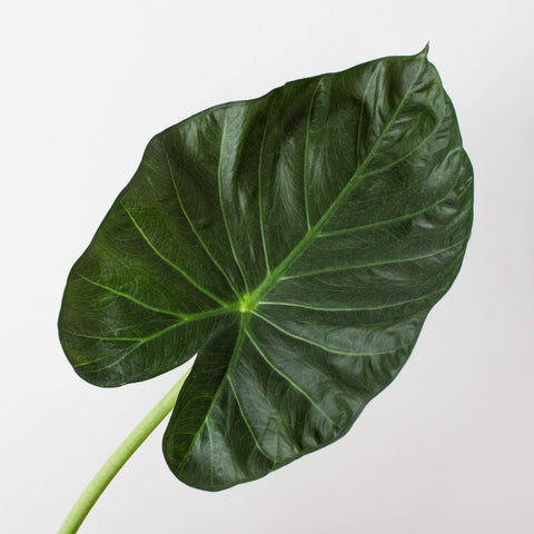 Alocasia 'Regal Shield', additional product view 2