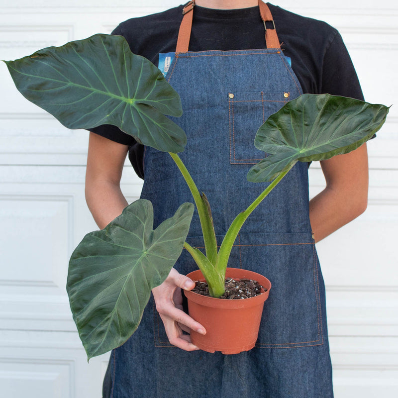 Load image into Gallery viewer, Alocasia 'Regal Shield'
