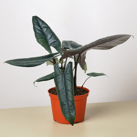 Alocasia Scalprum