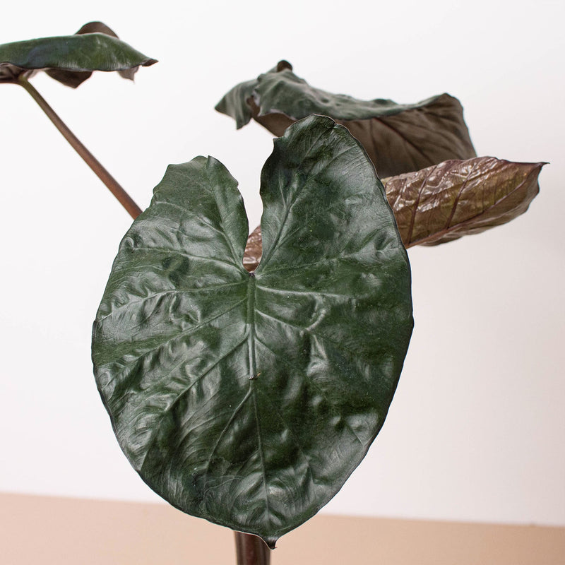 Load image into Gallery viewer, Alocasia 'Serendipity'

