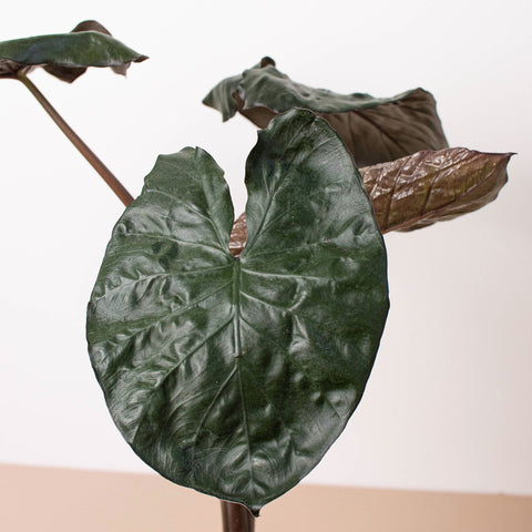 Alocasia 'Serendipity', additional product view 2