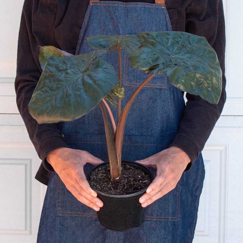 Load image into Gallery viewer, Alocasia 'Serendipity'
