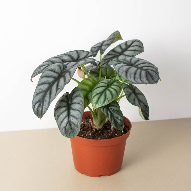 Load image into Gallery viewer, Alocasia 'Silver Dragon'
