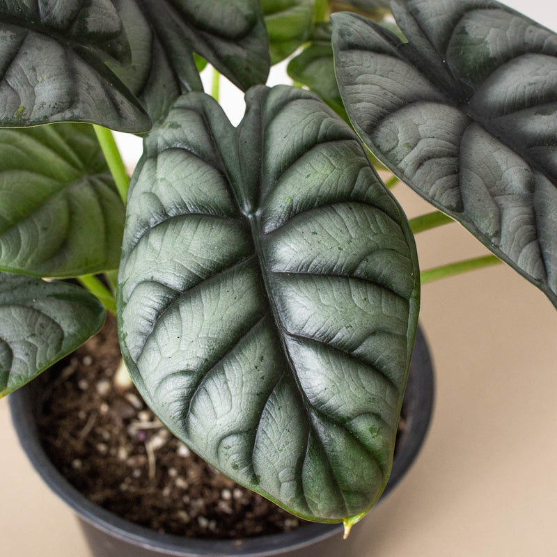 Load image into Gallery viewer, Alocasia 'Silver Dragon'
