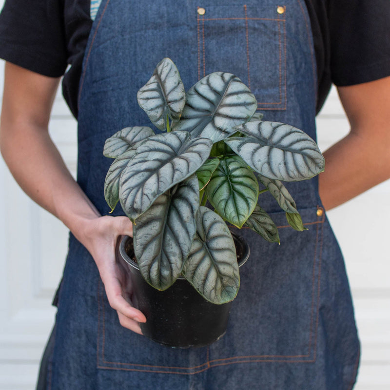 Load image into Gallery viewer, Alocasia 'Silver Dragon'
