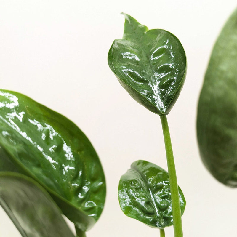 Load image into Gallery viewer, Alocasia 'Tiny Dancer' - 4" Pot
