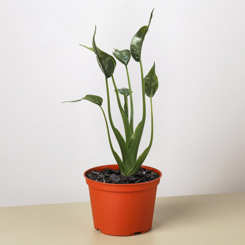 Load image into Gallery viewer, Alocasia 'Tiny Dancer' - 4" Pot
