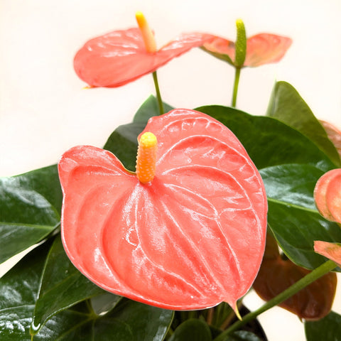 Anthurium 'Orange', additional product view 2