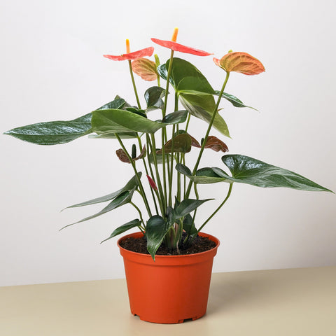 Anthurium Orange