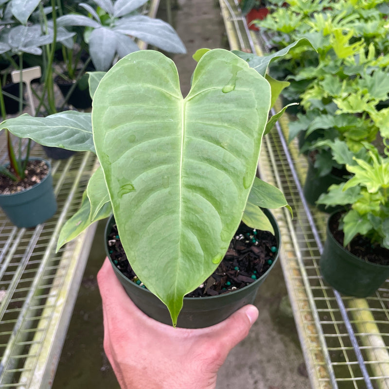 Load image into Gallery viewer, Anthurium 'Veitchii'
