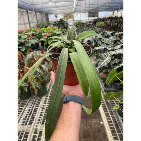 Anthurium Vittarifolium