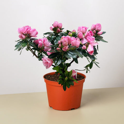 Azalea, Rhododendron