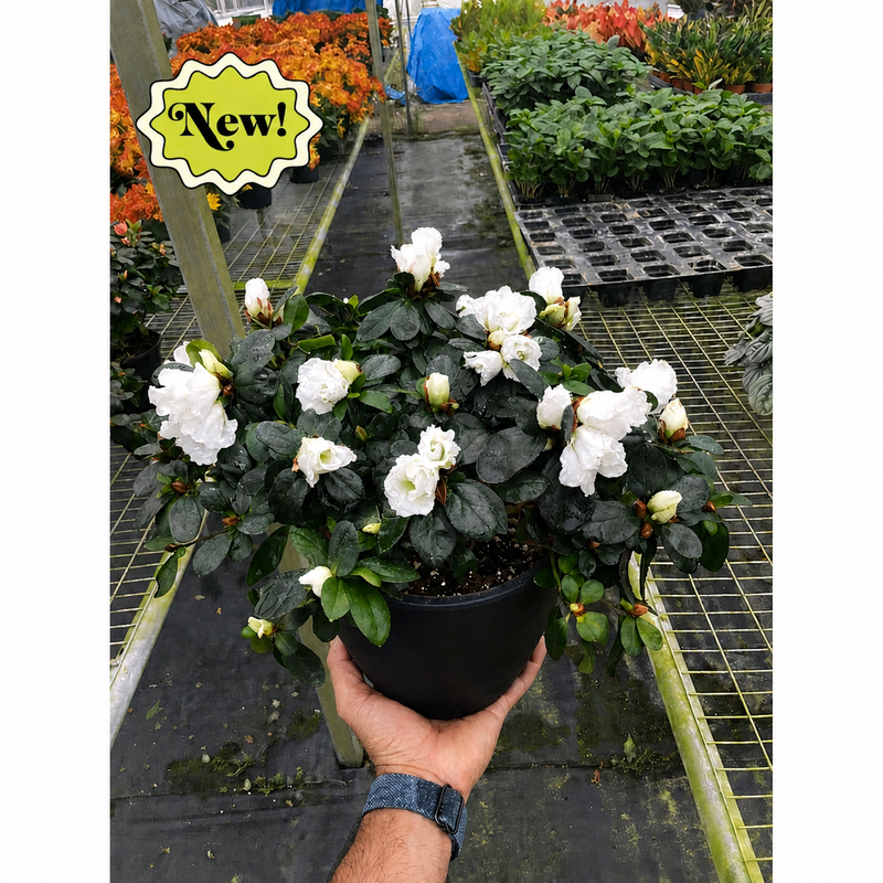 Load image into Gallery viewer, Azalea (Rhododendron)
