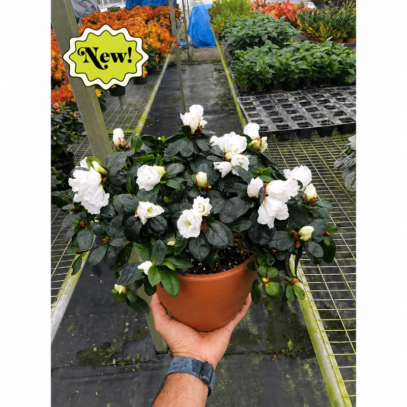 Load image into Gallery viewer, Azalea (Rhododendron)
