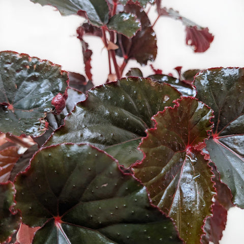 Begonia 'Black Magic', additional product view 2