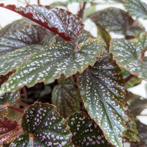 Begonia 'Corallina', additional product view 2