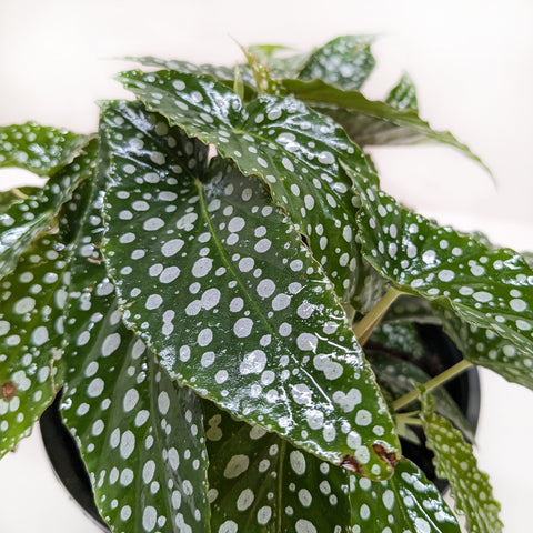 Begonia 'White Ice', additional product view 2